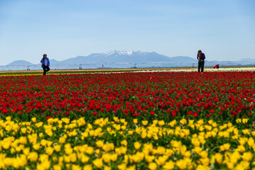 dogs and people  having fun in A magical landscape with blue sky over tulip field. colorful tulips and flowers 