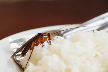 Cockroaches eat rice in a white plate.