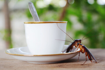 Cockroaches on a white coffee cup.