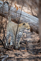 Leopard marking territory on a dead tree.