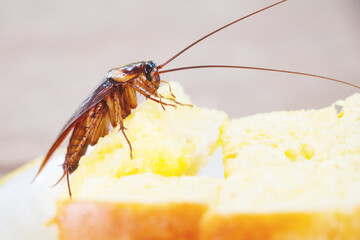 Cockroaches eat the bread of people.