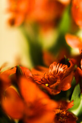 Red flower background of Alstroemeria flower petals, blurred background, beautiful bokeh of plants