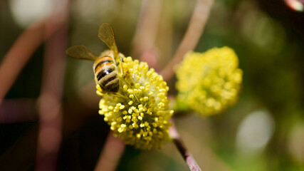 Honey bee collecting pollen. Spring blooming buds of inverted mulberry tree and bee. Hairy mulberry tree bud in front of blue sky.