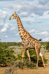 Giraffe walking around for food in Mashatu Game Reserve in the Tuli Block in Botswana