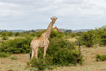 Naklejka na ściany i meble Giraffe walking around for food in Mashatu Game Reserve in the Tuli Block in Botswana