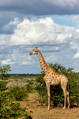 Giraffe walking around for food in Mashatu Game Reserve in the Tuli Block in Botswana