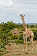Giraffe walking around for food in Mashatu Game Reserve in the Tuli Block in Botswana