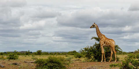 Giraffe walking around for food in Mashatu Game Reserve in the Tuli Block in Botswana