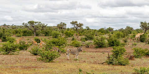 Fototapeta na wymiar Giraffe walking around for food in Mashatu Game Reserve in the Tuli Block in Botswana