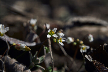 Draba verna. Closeup macro from blooming beautiful little spring draba in Volgograd region, Russia
Spring easter flower background banner