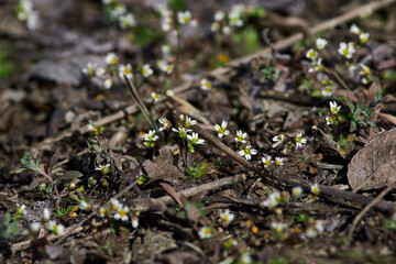 Draba verna. Closeup macro from blooming beautiful little spring draba in Volgograd region, Russia
Spring easter flower background banner