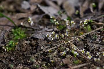 Draba verna. Closeup macro from blooming beautiful little spring draba in Volgograd region, Russia
Spring easter flower background banner