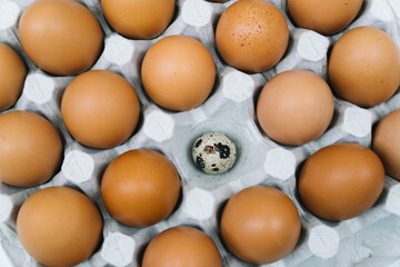 Brown raw chicken eggs and alone quail egg in a tray top view