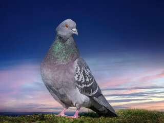 Portrait of a dove with blue sky and maedow background