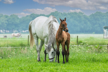 Portrait of a mustard colored mare with brown halter foal by her side on a grassy green pasture...