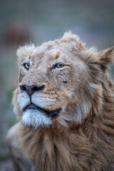 Close up of a male Lion in the Kruger.