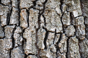 tree texture