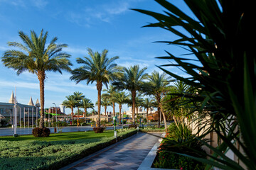 Fototapeta na wymiar Green palm trees on blue sky background