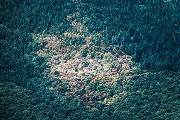 Aerial top view of the forest with bark beetle infestation