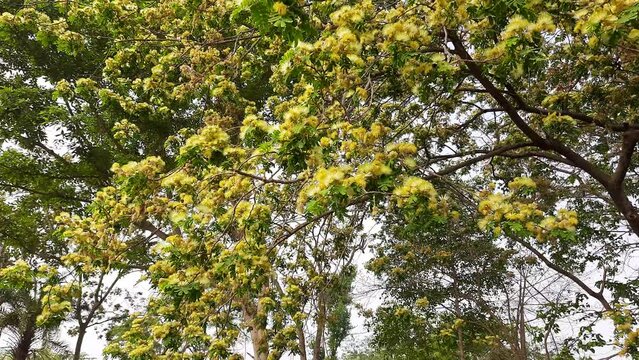 Albizia lebbeck or shirisha tree flowers.
Flowers of Albizia julibrissin close-up. Albizia is a species of tree in the genus Albizia of the Legume family (Fabaceae).