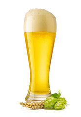 Glass of beer with brewery ingredients- rich and aromatic hop cones and wheat spike, isolated on...