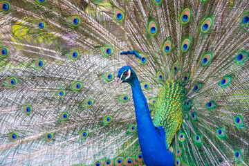 Naklejka premium Peacok displaying its beautiful feathers
