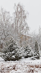 Snow covered trees after snowfal in Europe city yard - winter landscape