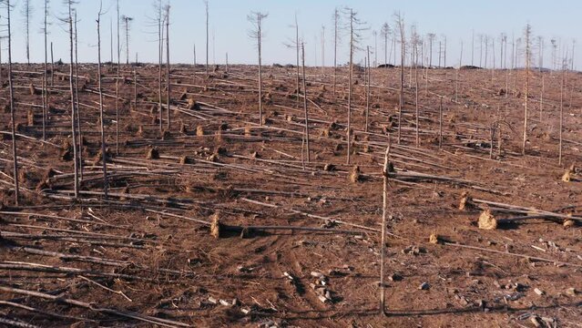 a felled forest because of climate change from above 4k