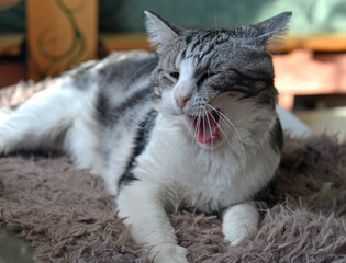 Portrait of a cute gray fluffy shorthair bengal cat making a funny face  and yawning. Adorable...