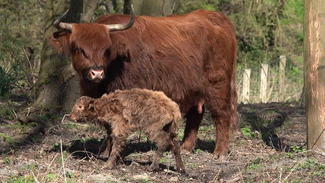 a very young newborn calf of a Scottish highlander, probably only a few hours old
