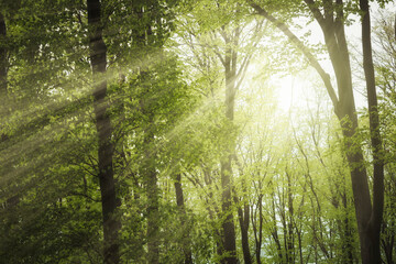 Fototapeta na wymiar sun rays shining through forest canopy in green forest
