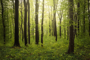 Naklejka premium woods landscape with green plants in spring