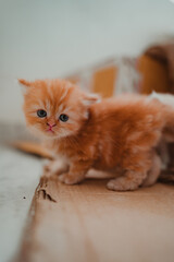 kitten
