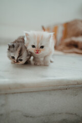 cat on a wooden table