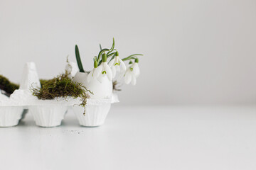 Easter rustic still life. Easter egg shells with blooming snowdrops and moss on aged white wooden table. Happy Easter! Simple stylish festive decoration on table. Space for text