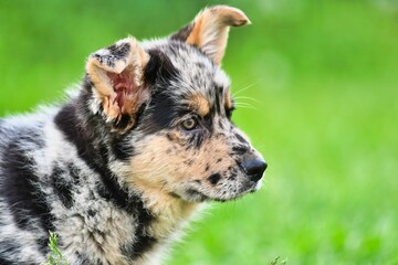 portrait of a dog, photo as a background , australian german shepard sheperd dog