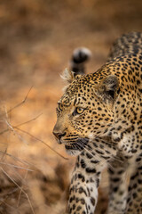 Fototapeta na wymiar Close up of a Leopard's head in Kruger.