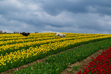 Fototapeta na wymiar dogs and people having fun in A magical landscape with blue sky over tulip field