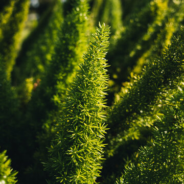 Foxtail Fern