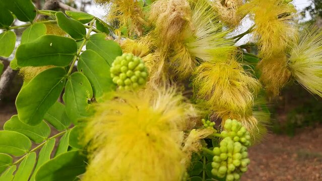 Albizia lebbeck or shirisha tree flowers.
Flowers of Albizia julibrissin close-up. Albizia is a species of tree in the genus Albizia of the Legume family (Fabaceae).