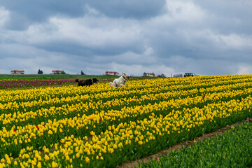 Fototapeta na wymiar colorful flowers and tuiip on the green field