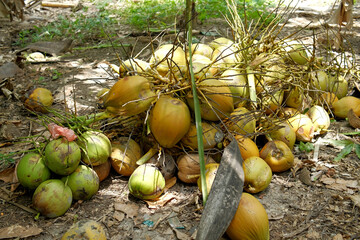 Pile of old coconuts in the garden after harvesting