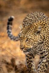 Obraz premium Close up of a Leopard's head in Kruger.
