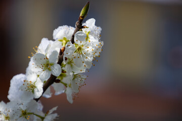 Close up of Cherry blossoms covered with snow
