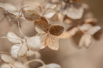 close up of a dried hydrangea flower in the winter