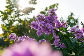 Lagerstroemia floribunda, purple flowers blooming on tree, bright sunlight