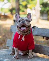 Vertical shot of a spotted french bulldog in a red hoodie on a bench