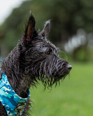 Vertical closeup shot of a shaggy wet dog on a field in Panama