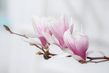 3 pink blooms on a magnolia tree 