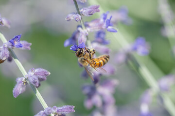 close up of a honey bee on lavender